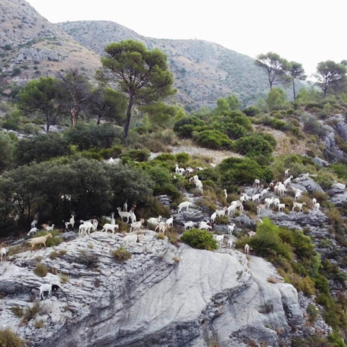 Rebaño de cabras pastando en la Vall d’Ebo para la prevención de incendios