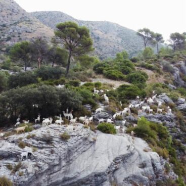 Rebaño de cabras pastando en la Vall d’Ebo para la prevención de incendios