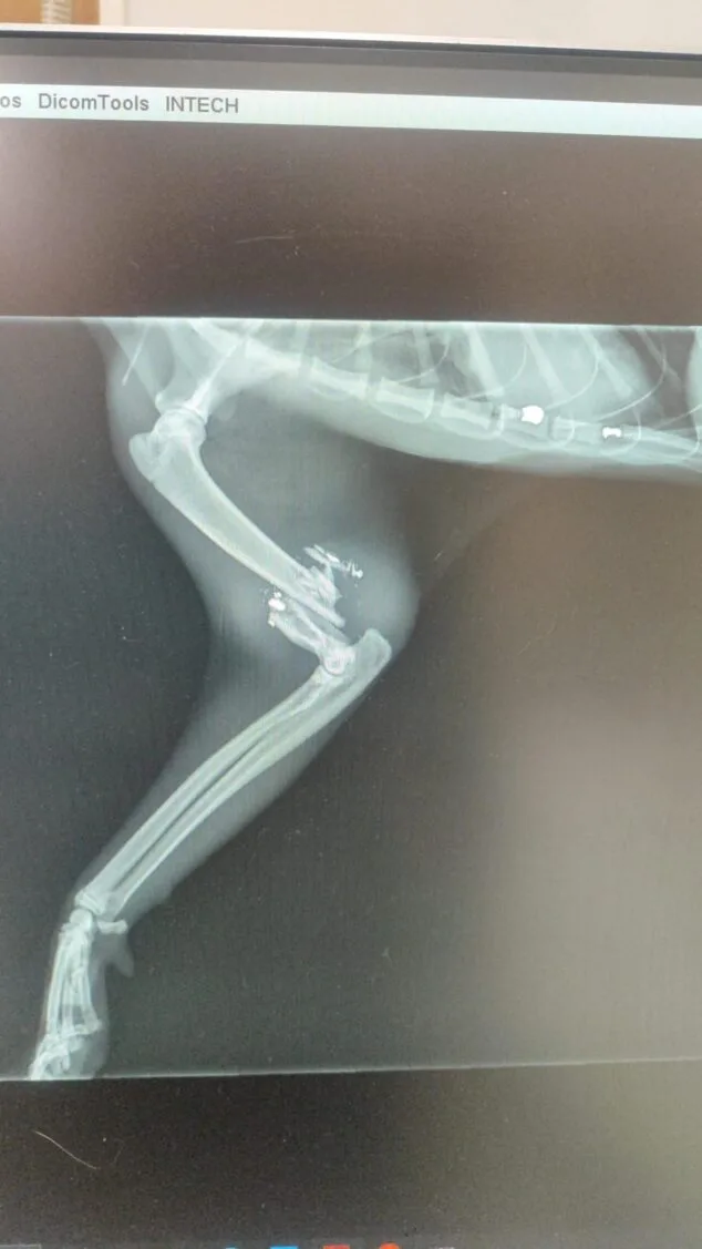 «El respeto hacia los animales también nos define» 4 Radiografía de la pata fracturada del gato Ban tras recibir un disparo.