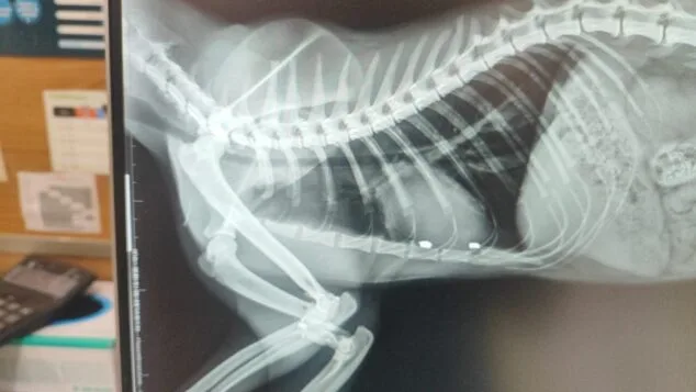 «El respeto hacia los animales también nos define» 2 Imagen: Radiografía de la pata fracturada del gato Ban
