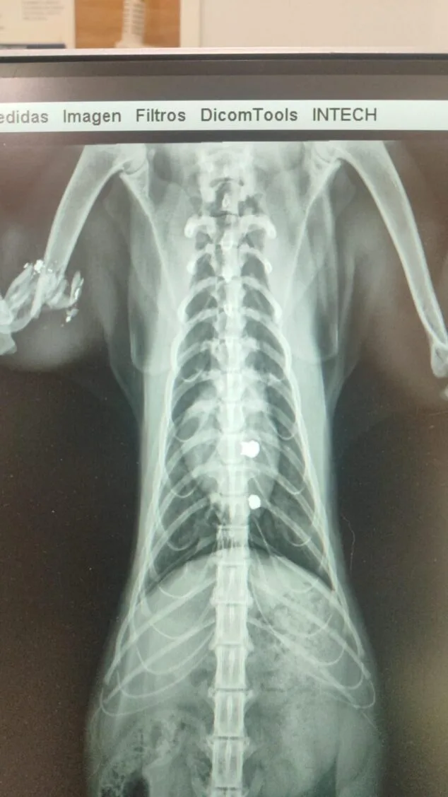 «El respeto hacia los animales también nos define» 3 Radiografía del torso de un gato mostrando un pequeño objeto metálico brillante, probablemente un proyectil, alojado cerca de la columna vertebral.