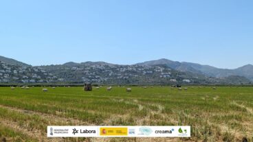 Trabajos de recuperación de paja de arroz en la Marjal de Pego-Oliva