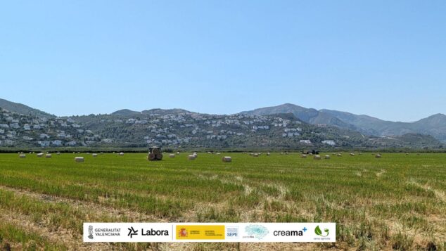 Imagen: Tractores trabajando en la recogida y empacado de paja de arroz en un campo de la Marjal de Pego-Oliva.