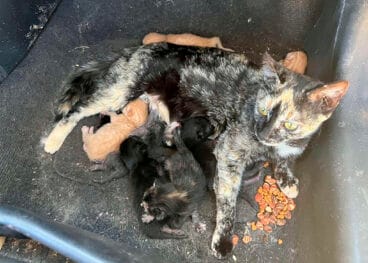 «El verano que nosotros celebramos y ellos padecen» 3 rescate de gatos