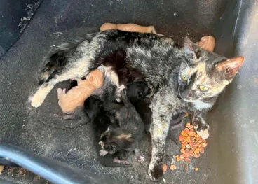 «El verano que nosotros celebramos y ellos padecen» 2 rescate de gatos