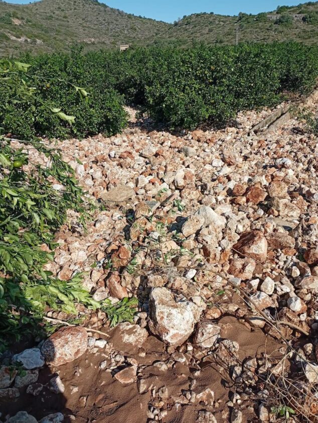 La Marina Alta y Safor sufren 21 millones en pérdidas agrícolas por la DANA Adam 1 Imagen: Campo de naranjos en Pego con acumulación de piedras por las lluvias torrenciales.