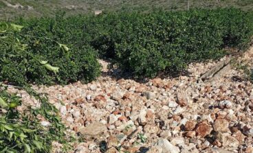 Campo de cítricos dañado por la DANA en Pego