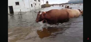 Vacas nadando entre las inundaciones en la marjal de Pego: los ganaderos luchan por recuperar sus instalaciones tras la DANA Adam 2 ganado en las inundaciones de pego