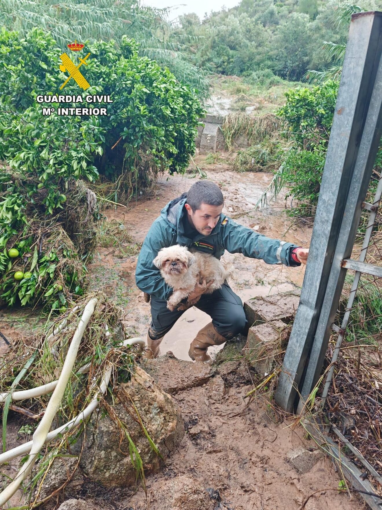 Agente de la Guardia Civil rescata a un perro tras la DANA en Alicante