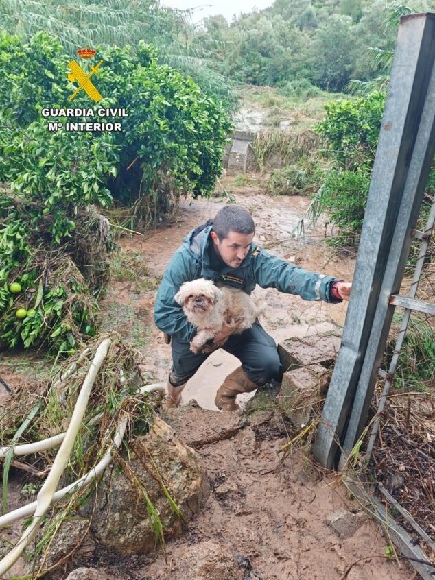 Imagen: Un agente de la Guardia Civil con uniforme verde lleva en brazos a un perro pequeño mientras camina por un terreno embarrado y lleno de escombros tras una inundación.