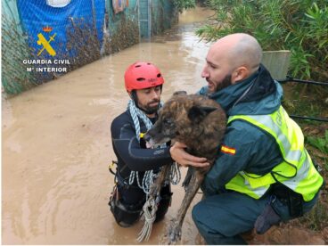La Guardia Civil intensifica el auxilio por la DANA en la Marina Alta 15 Agentes del GEAS de la Guardia Civil rescatan a un perro de una zona inundada.