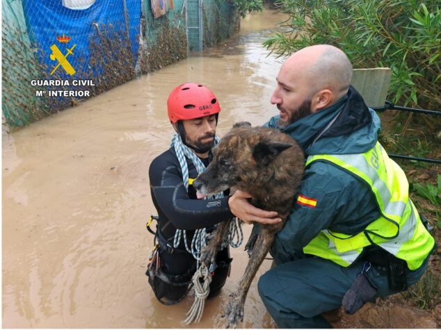 Imagen: Agentes del GEAS de la Guardia Civil rescatan a un perro de una zona inundada.
