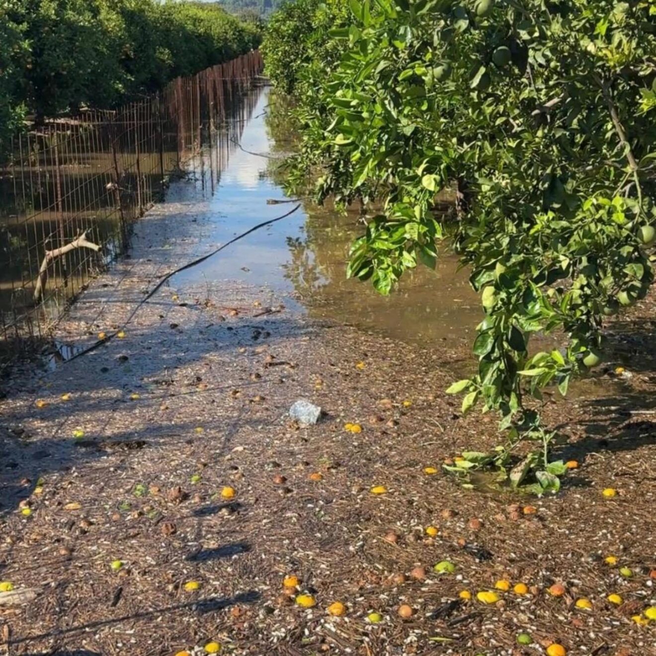 Impacto de las inundaciones por la DANA Adam en los campos agrícolas