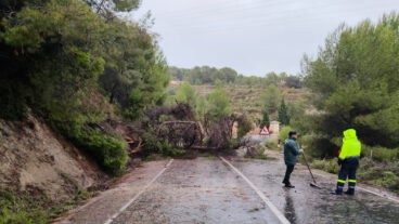 Más de 50 litros de lluvia en Teulada y árboles caídos en la carretera hacia Benitatxell 2 ramas de grandes dimensiones en la cv 740 entre teulada y benitatxell
